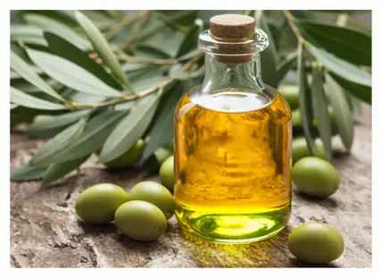 cordis médicament algérie-feuilles-d-olivier-photo