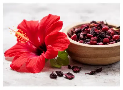 cordis médicament algérie-hibiscus-photo